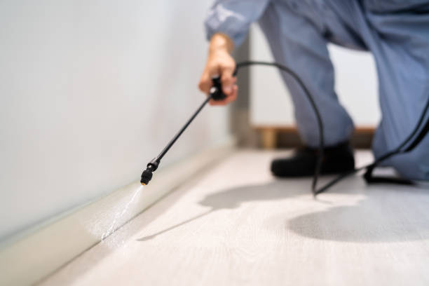 Licensed Wasp Removal service in Marlow Heights, MD - Show Me Pest Control